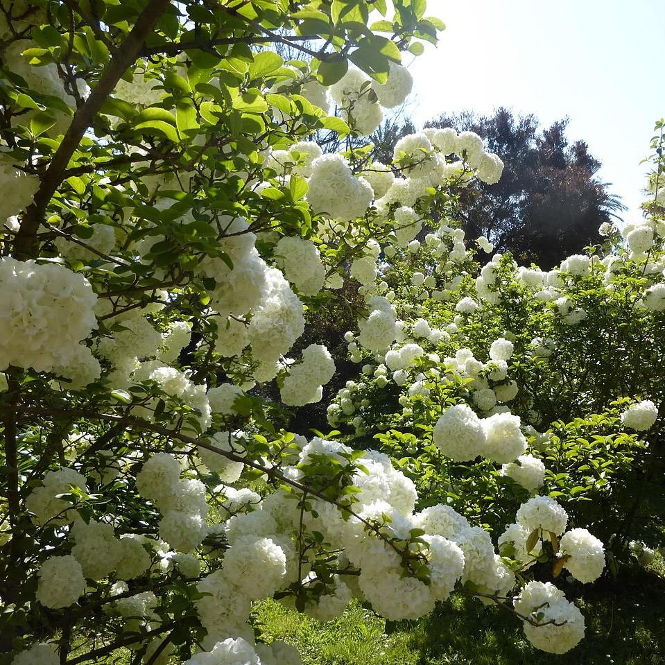 Viburnum macrocephalum 'Sterile' ~ Sterile Viburnum, Chinese Snowball-ServeScape