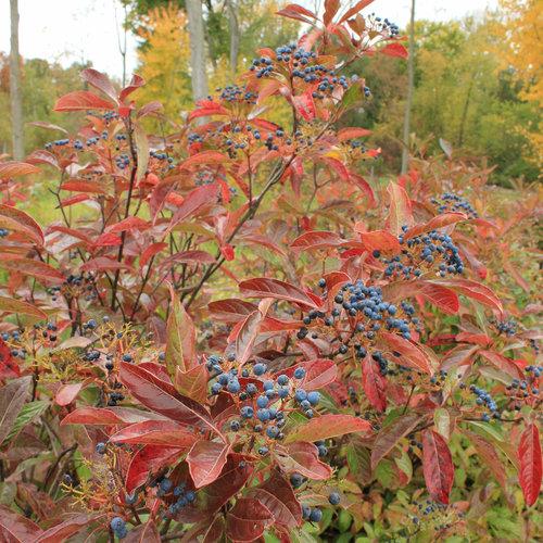 Viburnum nudum 'Bulk' ~ Brandywine™ Viburnum-ServeScape