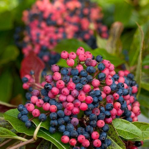 Viburnum nudum 'Bulk' ~ Brandywine™ Viburnum-ServeScape
