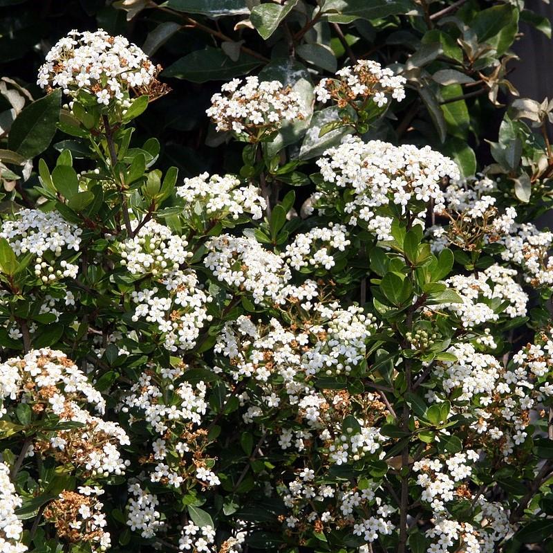 Viburnum obovatum 'Reifler's Dwarf' ~ Reifler’s Dwarf Viburnum-ServeScape