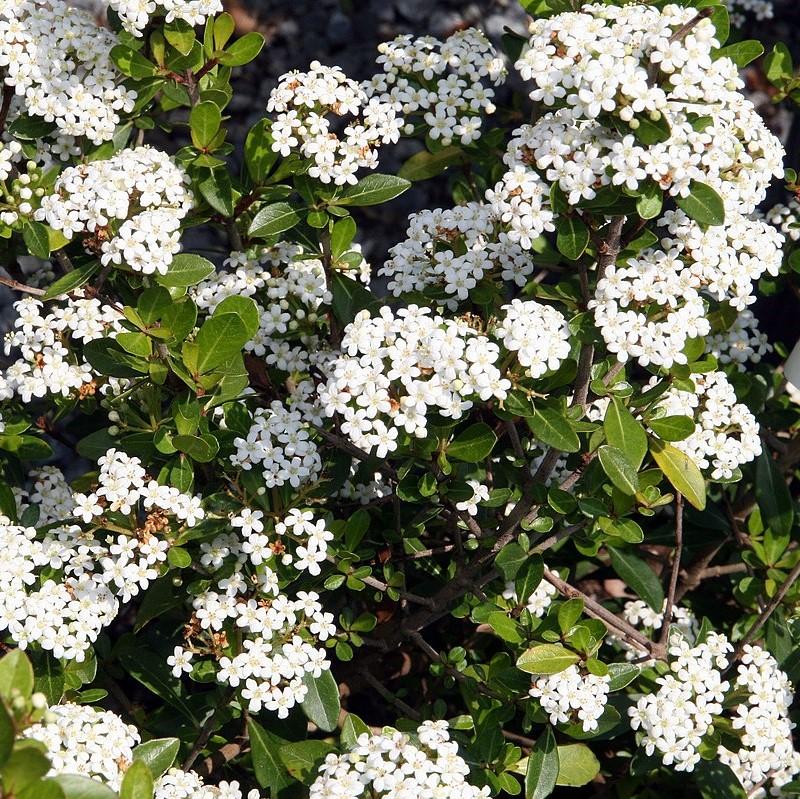 Viburnum obovatum 'Reifler's Dwarf' ~ Reifler’s Dwarf Viburnum-ServeScape