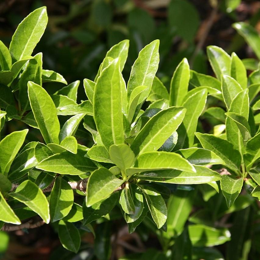 Viburnum odoratissimum 'Brant 01' PP30,449 ~ Coppertop™ Sweet Viburnum-ServeScape