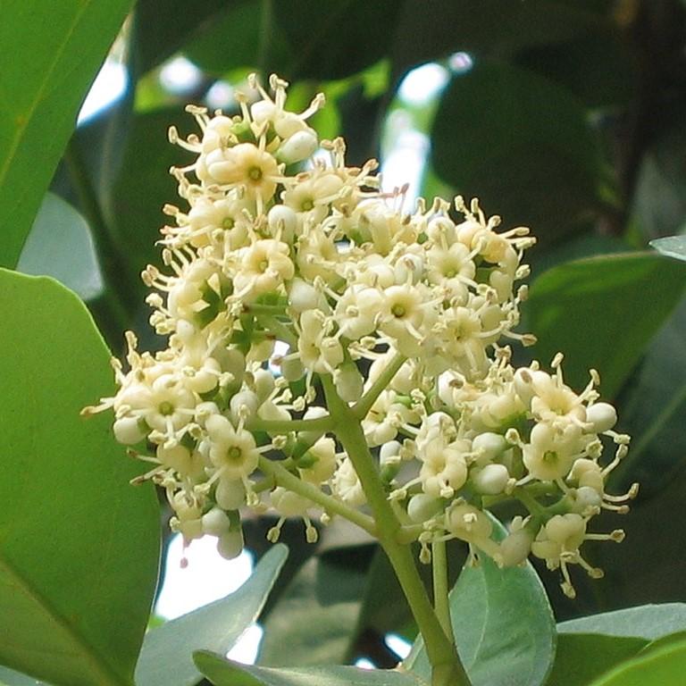 Viburnum odoratissimum ~ Sweet Viburnum-ServeScape