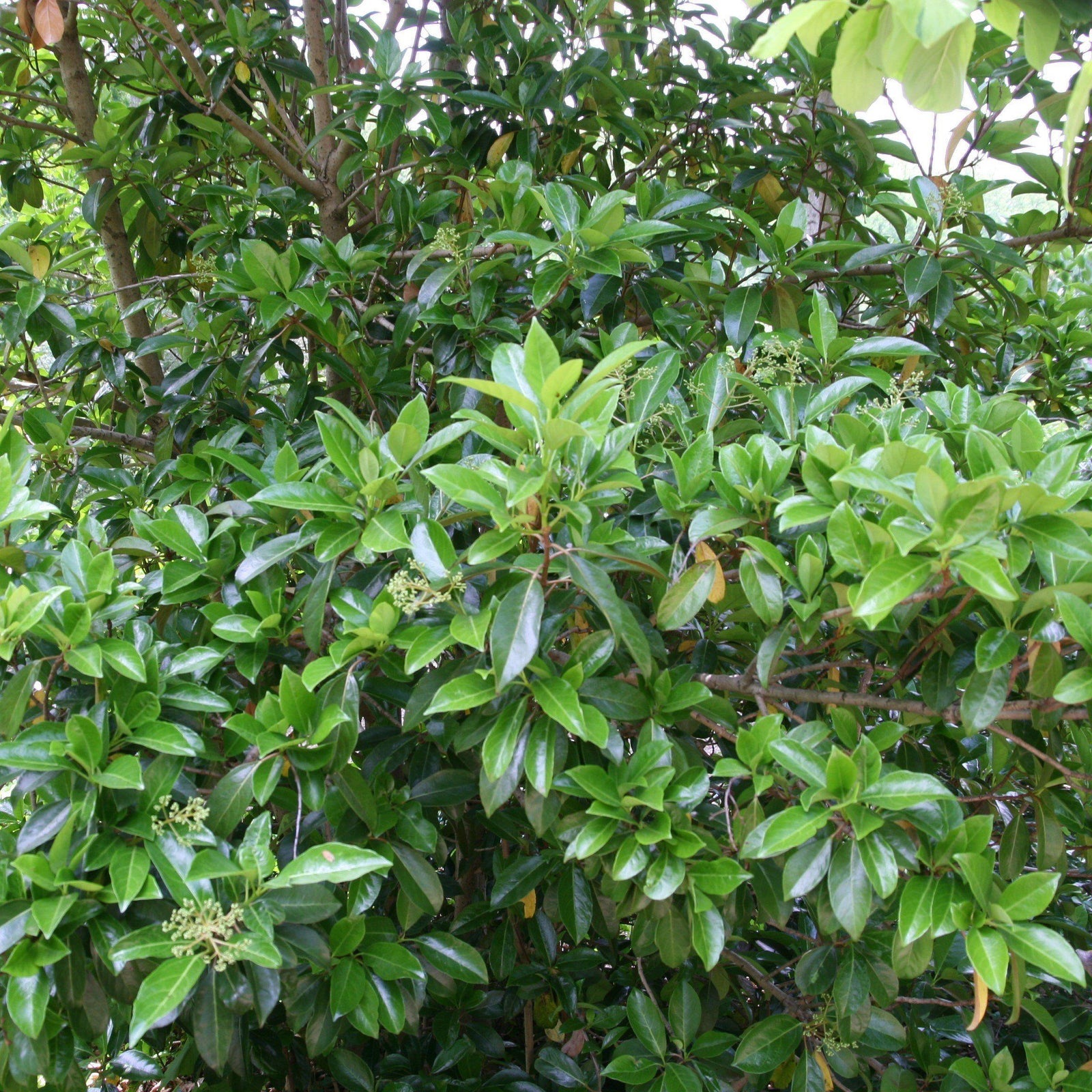 Viburnum odoratissimum ~ Sweet Viburnum-ServeScape