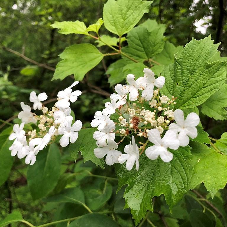 Viburnum opulus var. americanum ~ Highbush Cranberry-ServeScape