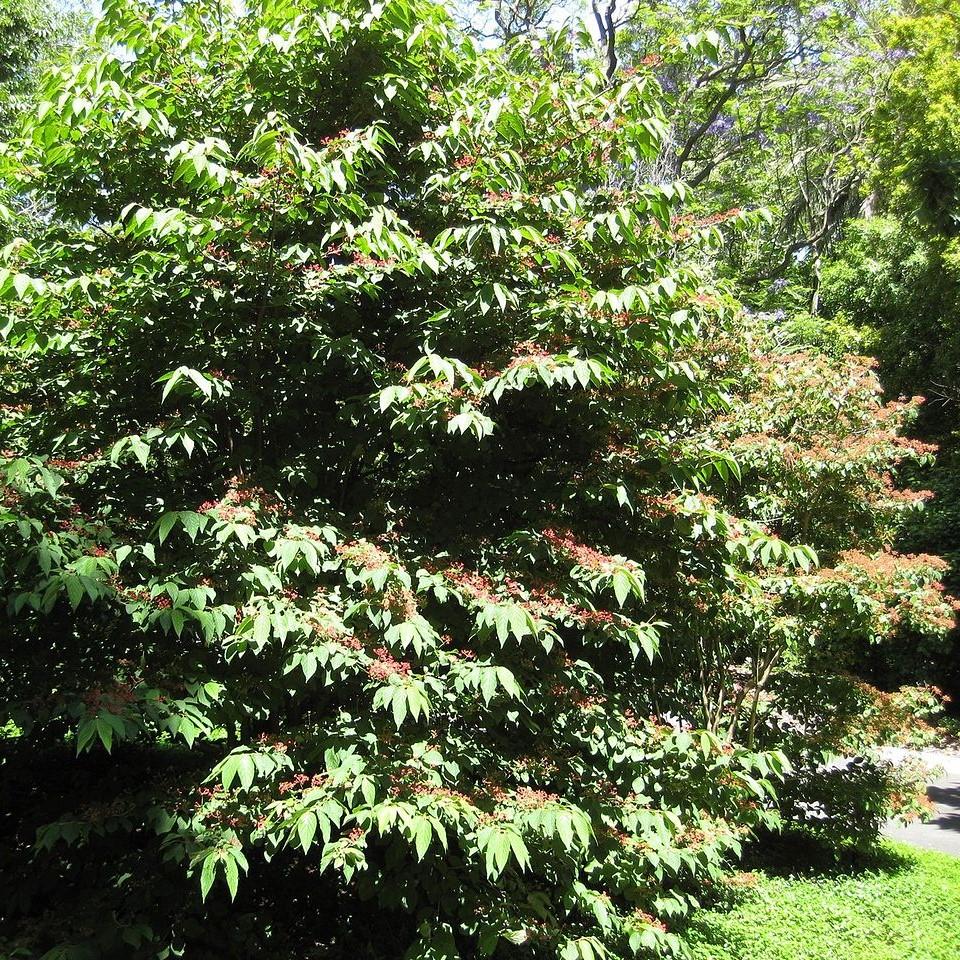 Viburnum plicatum 'Fireworks' ~ Fireworks Viburnum-ServeScape