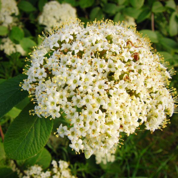 Viburnum plicatum 'PIIVIB-II' PP28,958 ~ Opening Day™ Viburnum, Doublefile Viburnum - Delivered By ServeScape