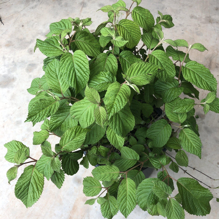 Viburnum plicatum 'Popcorn' ~ Popcorn Viburnum, Japanese Snowball - Delivered By ServeScape
