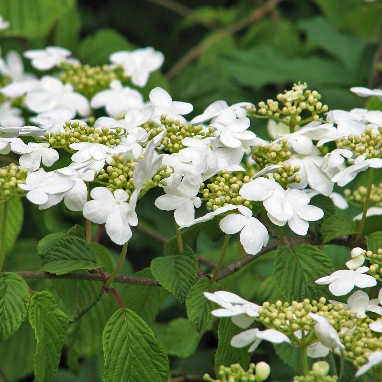 Viburnum plicatum 'Shasta' ~ Shasta Viburnum, Doublefile Viburnum - Delivered By ServeScape