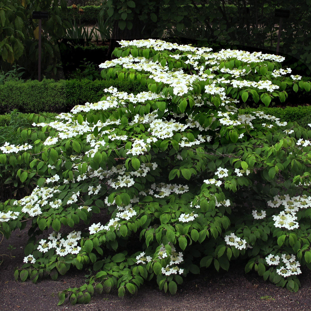 Viburnum plicatum tomentosum 'Mariesii' ~ Mariessi Viburnum - Delivered By ServeScape