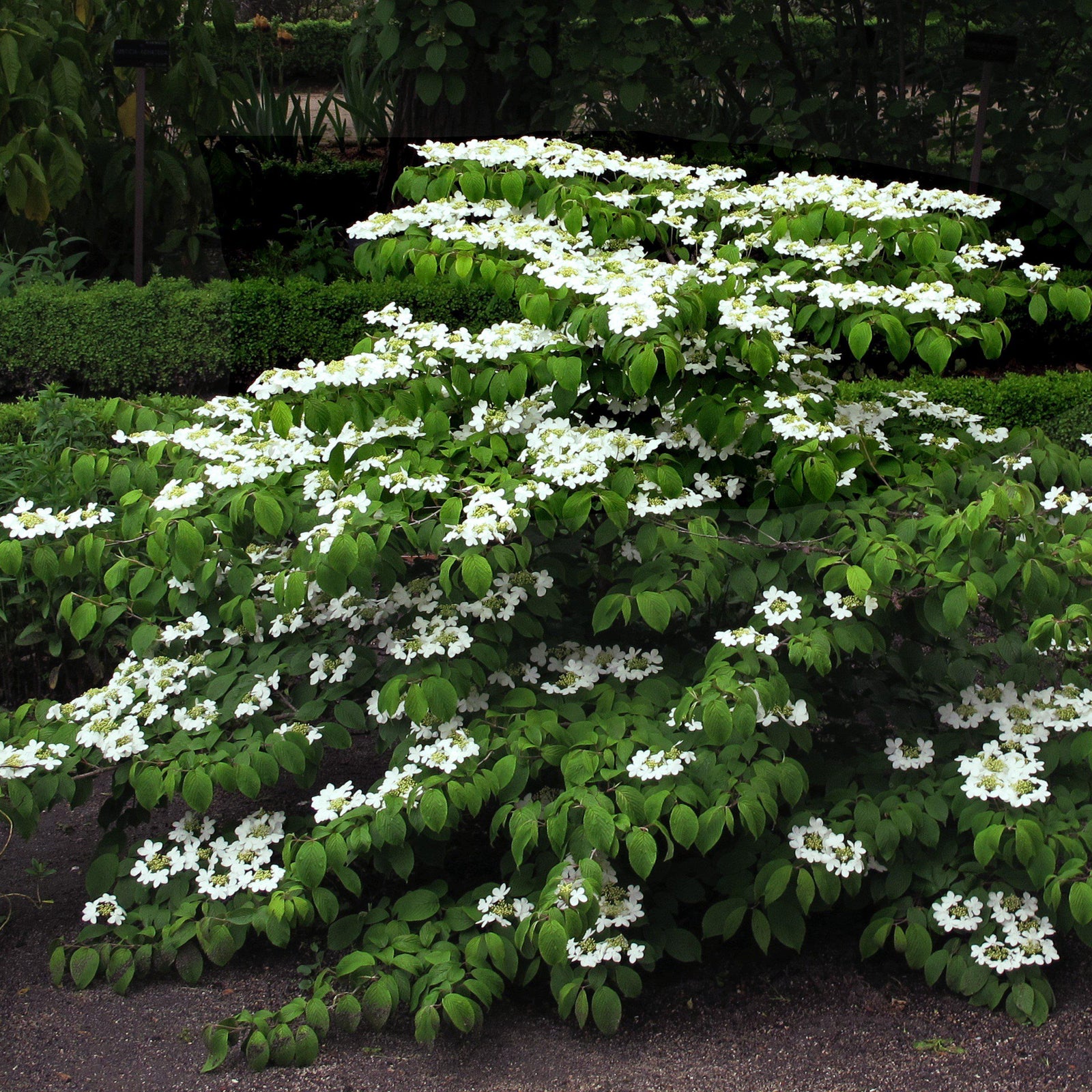 Viburnum plicatum tomentosum 'Mariesii' ~ Mariessi Viburnum - Delivered By ServeScape