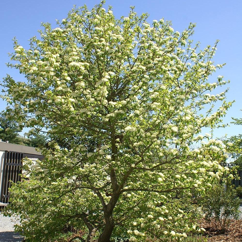 Viburnum prunifolium ~ Blackhaw Viburnum-ServeScape