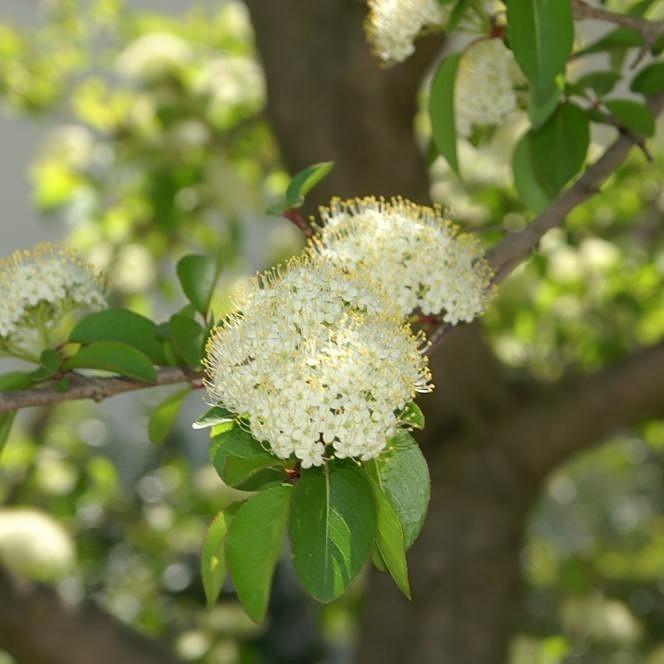 Viburnum prunifolium ~ Blackhaw Viburnum-ServeScape