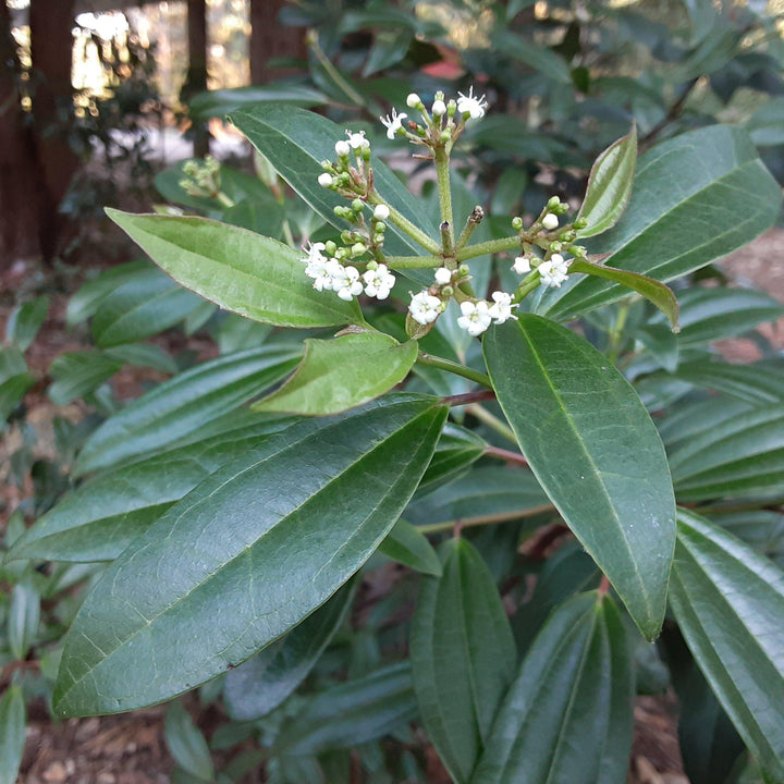 Viburnum 'sPg-3-0 ~ Moonlit Lace® Viburnum' - Delivered By ServeScape