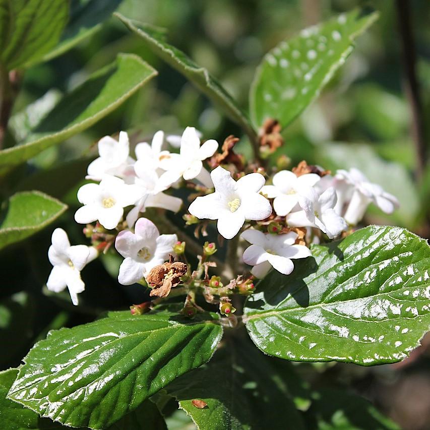 Viburnum suspensum ~ Sandankwa Viburnum-ServeScape