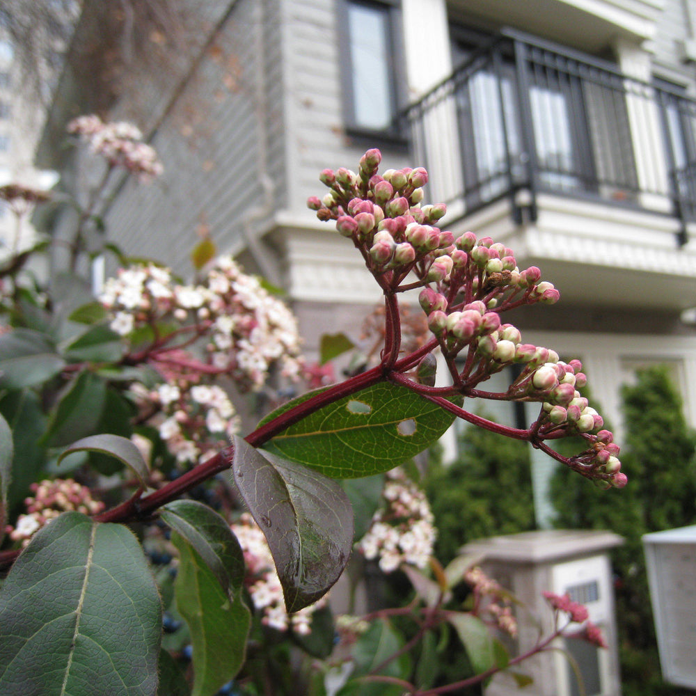 Viburnum tinus 'Lisarose' PP #22,816~ Shades of Pink™ Laurustinus-ServeScape