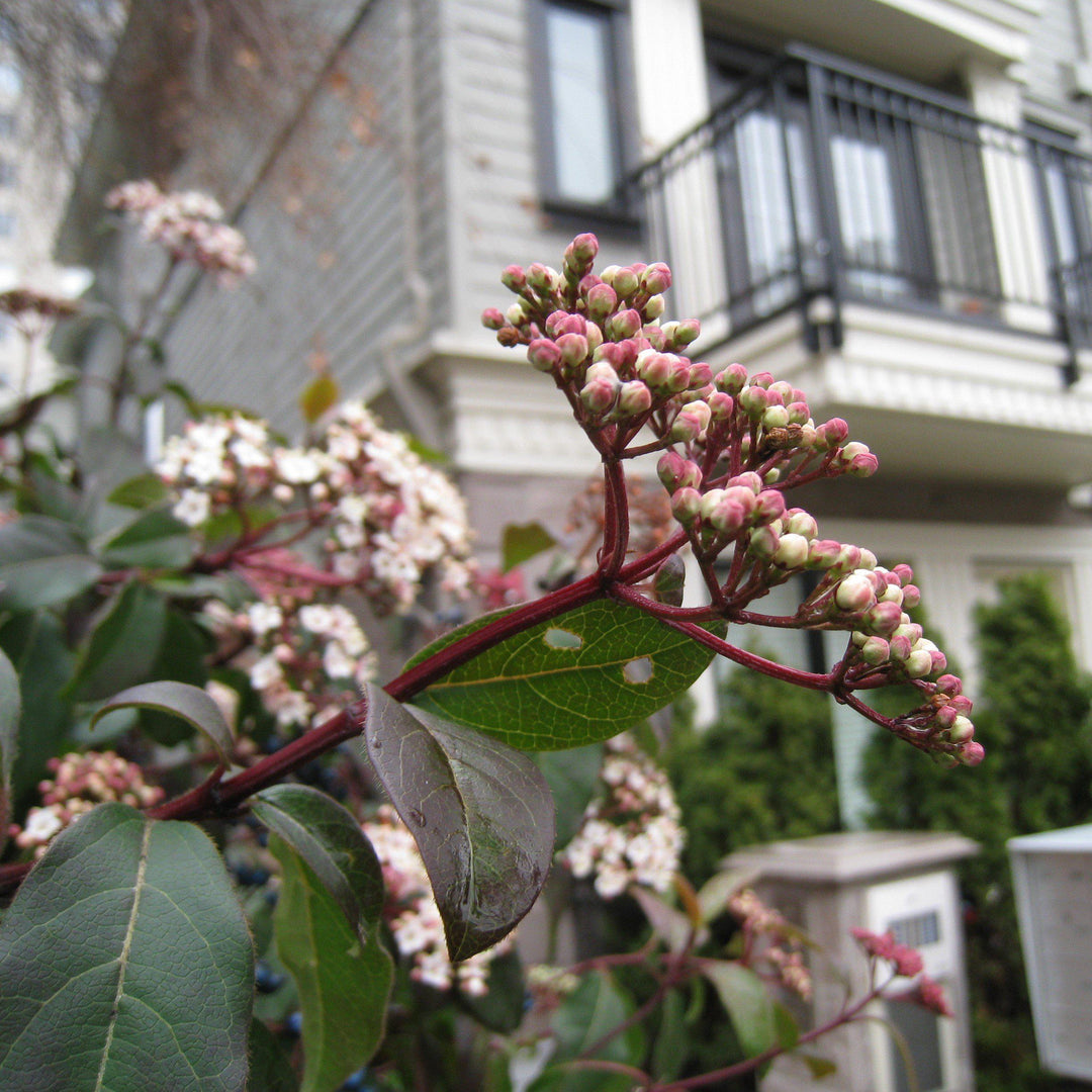 Viburnum tinus 'Lisarose' PP #22,816~ Shades of Pink™ Laurustinus-ServeScape