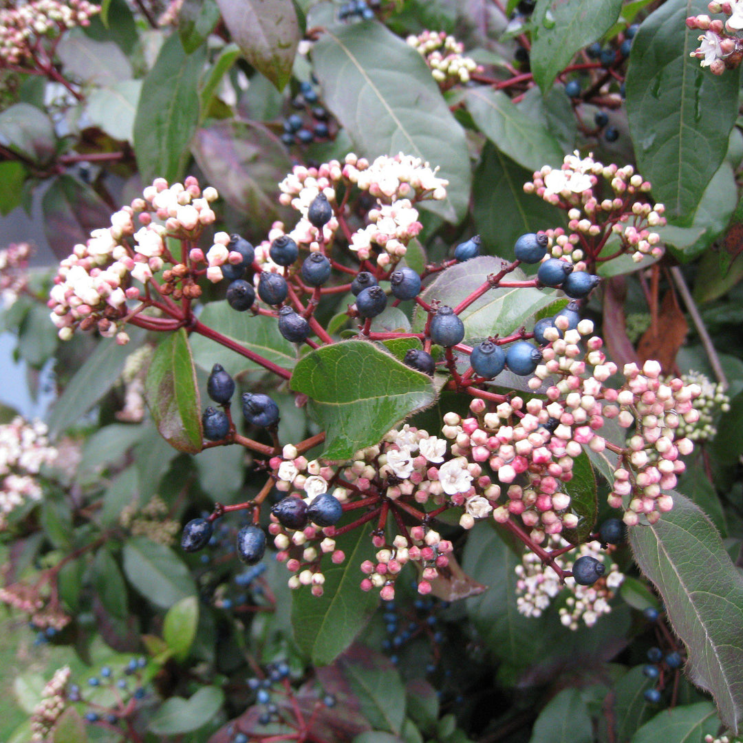 Viburnum tinus 'Lisarose' PP #22,816~ Shades of Pink™ Laurustinus-ServeScape