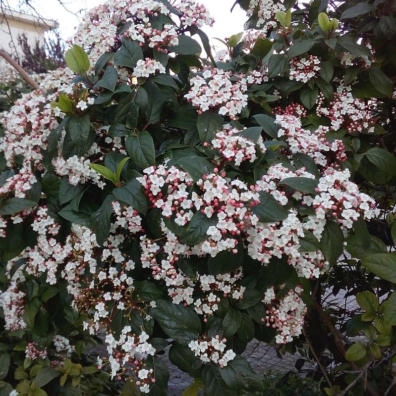 Viburnum tinus 'Lisarose' PP #22,816~ Shades of Pink™ Laurustinus-ServeScape