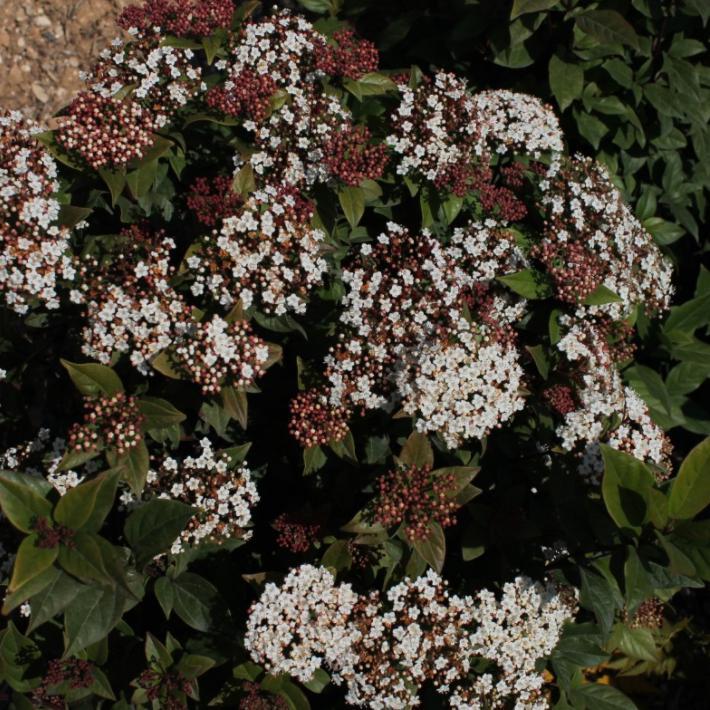 Viburnum tinus 'Spirit' ~ Spirit Viburnum - Delivered By ServeScape