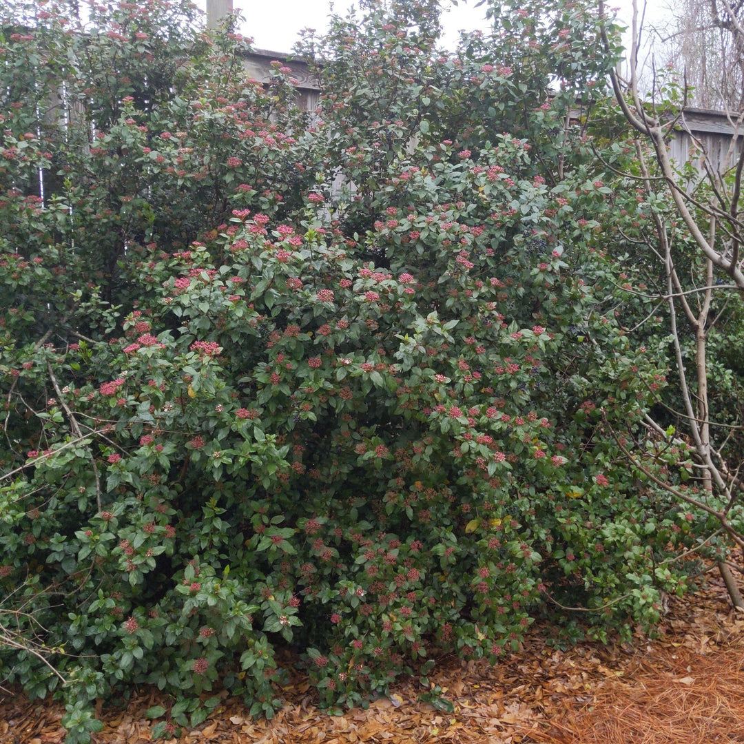 Viburnum tinus 'Spring Bouquet' ~ Spring Bouquet Viburnum, Laurustinus - Delivered By ServeScape