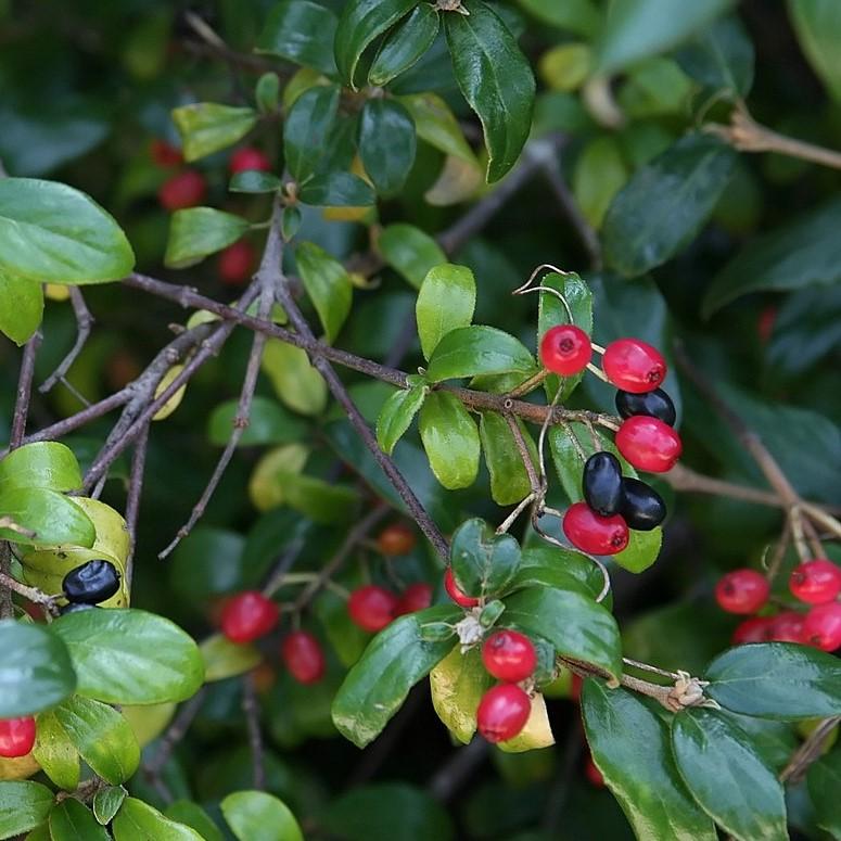 Viburnum × burkwoodii 'Conoy' ~ Convoy Burkwood Viburnum-ServeScape