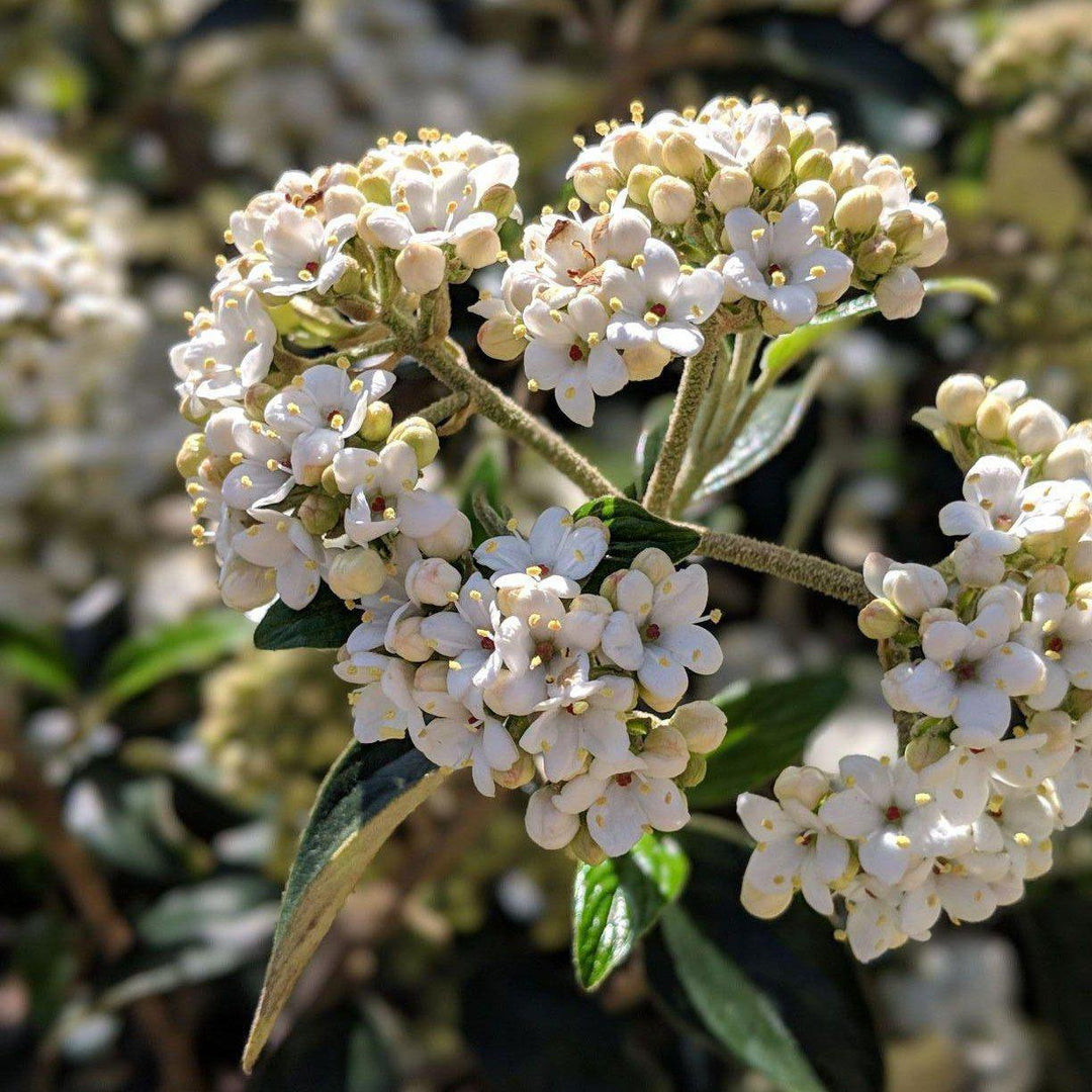 Viburnum × burkwoodii 'Conoy' ~ Convoy Burkwood Viburnum - Delivered By ServeScape