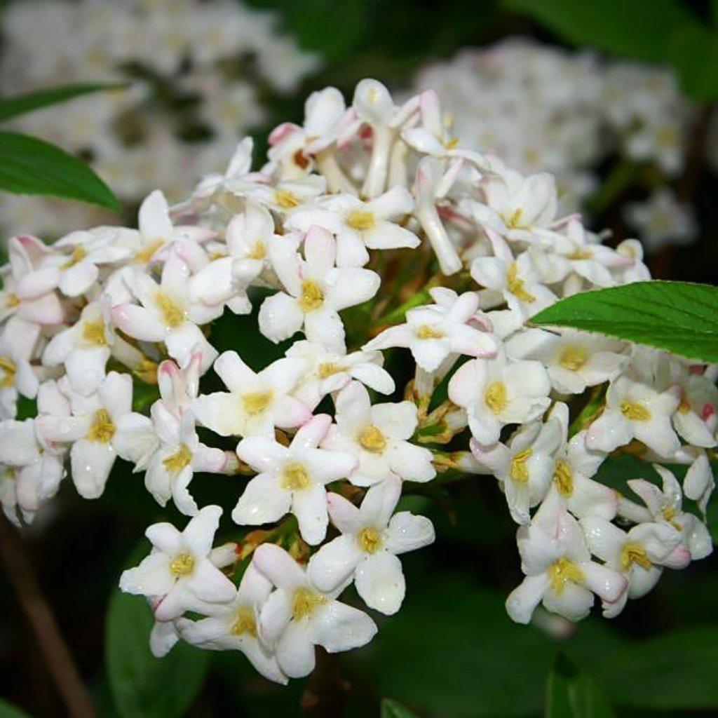 Viburnum × burkwoodii 'Mohawk' ~ Mohawk Viburnum - Delivered By ServeScape