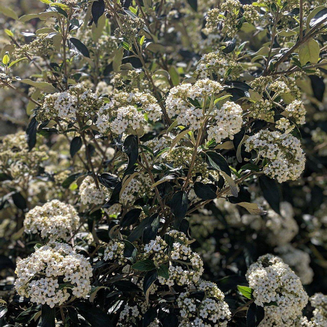 Viburnum x carlcephalum 'Chesapeake' ~ Chesapeake Viburnum - Delivered By ServeScape