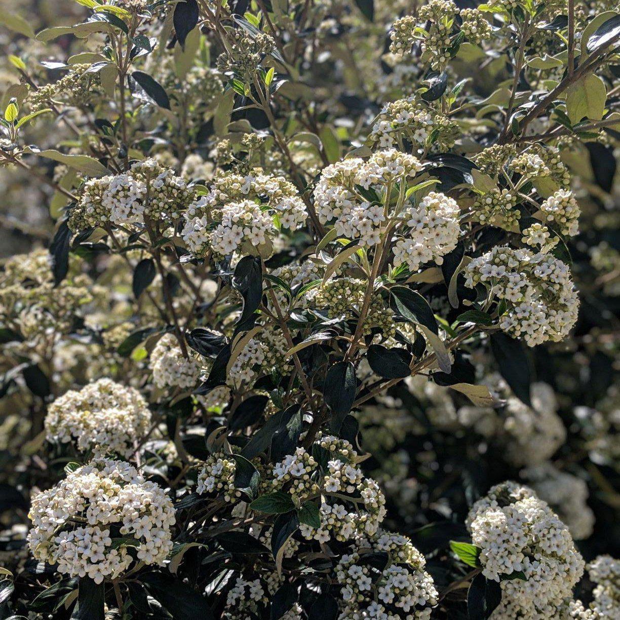 Viburnum x carlcephalum 'Chesapeake' ~ Chesapeake Viburnum - Delivered By ServeScape