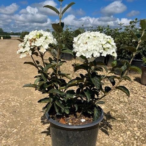 Viburnum macrocephalum ~ Chinese Snowball Viburnum-ServeScape