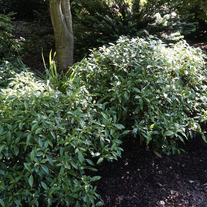Viburnum 'sPg-3-024' ~ Moonlit Lace® Viburnum-ServeScape