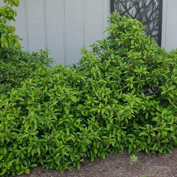 Viburnum 'sPg-3-024' ~ Moonlit Lace® Viburnum-ServeScape