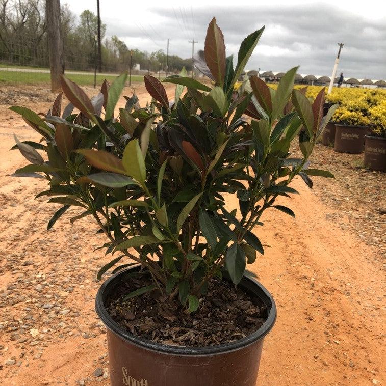 Viburnum odoratissimum 'Brant 01' PP30,449 ~ Coppertop™ Sweet Viburnum-ServeScape