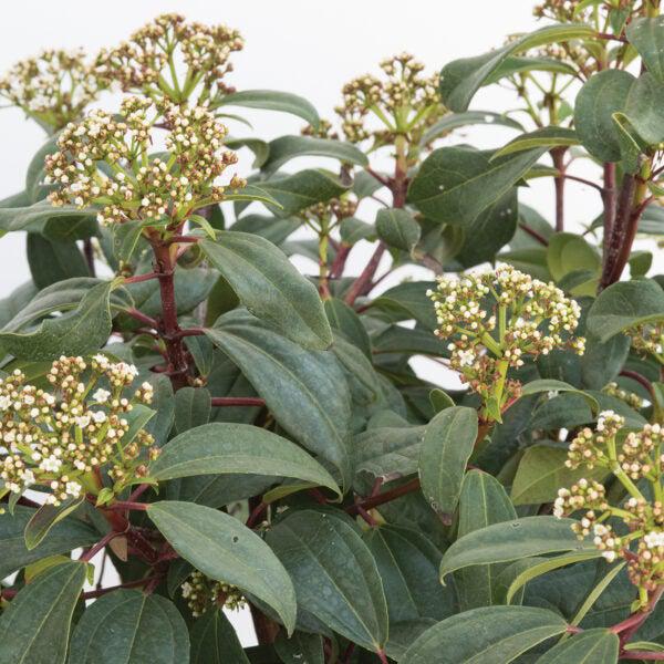 Viburnum 'sPg-3-024' ~ Moonlit Lace® Viburnum-ServeScape