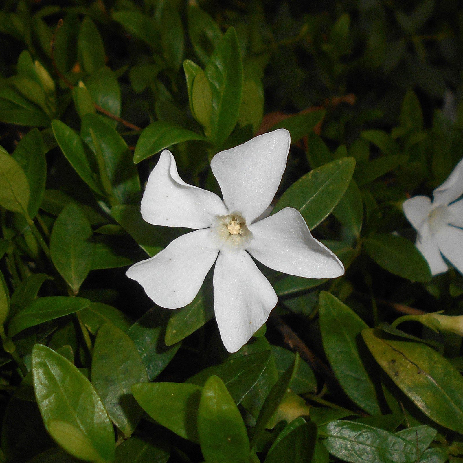 Vinca minor 'Alba' ~ White Periwinkle-ServeScape