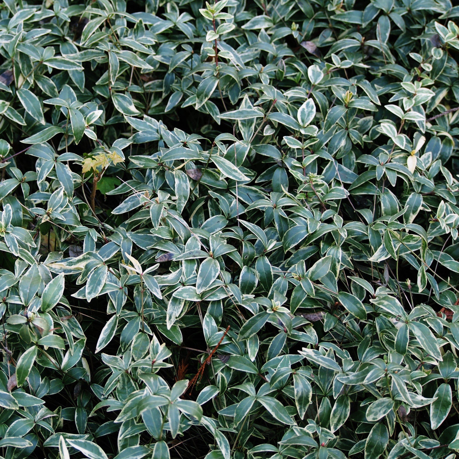 Vinca minor 'Argenteovariegata' ~ Argenteovariegata Periwinkle-ServeScape
