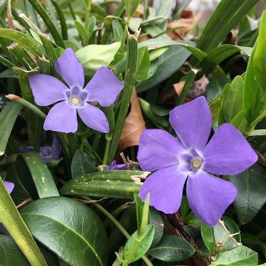 Vinca minor 'Bowles' ~ Bowles Periwinkle-ServeScape