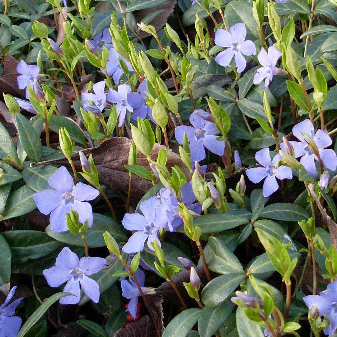Vinca minor 'Bowles Cunningham' ~ Bowles Cunningham Periwinkle, Creeping Myrtle-ServeScape