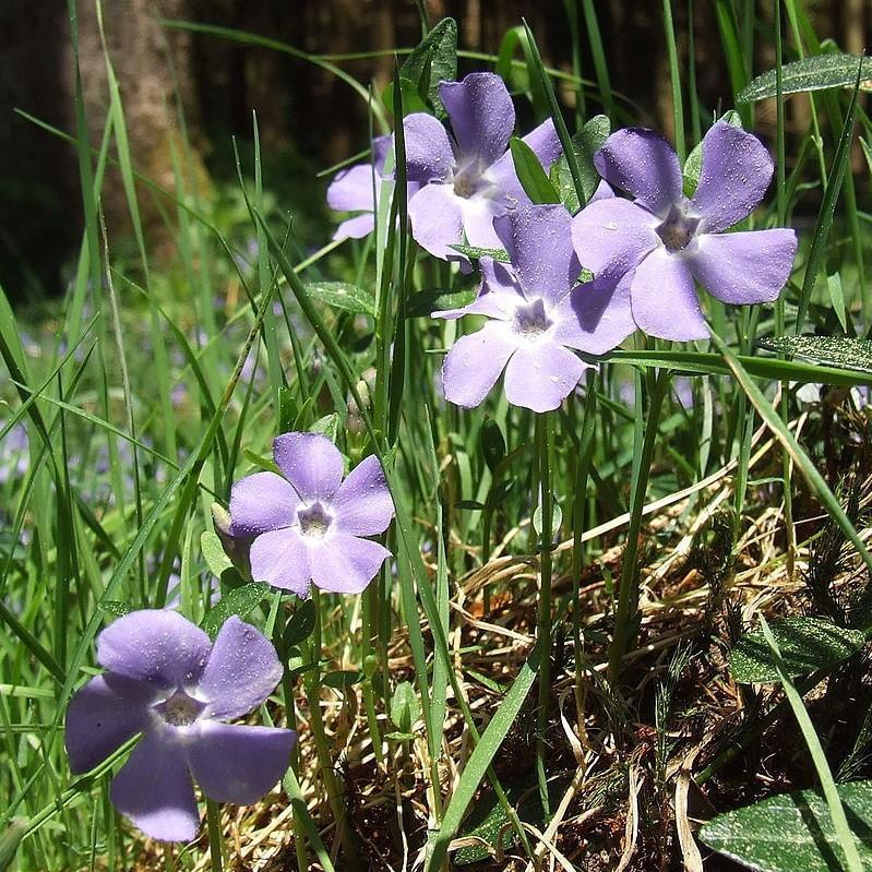 Vinca minor ~ Periwinkle, Creeping Myrtle-ServeScape