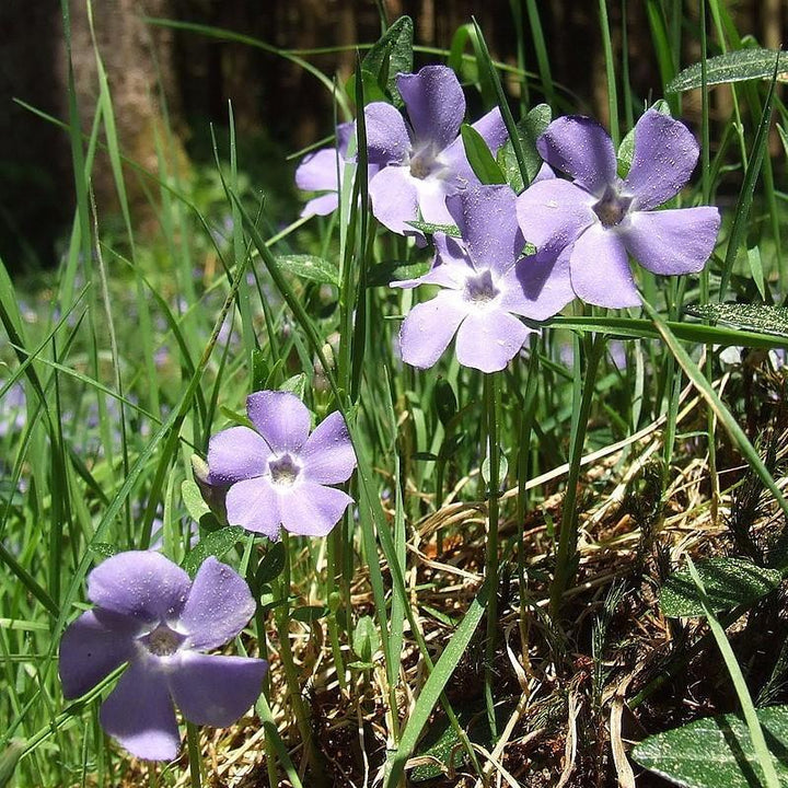 Vinca minor ~ Periwinkle, Creeping Myrtle-ServeScape