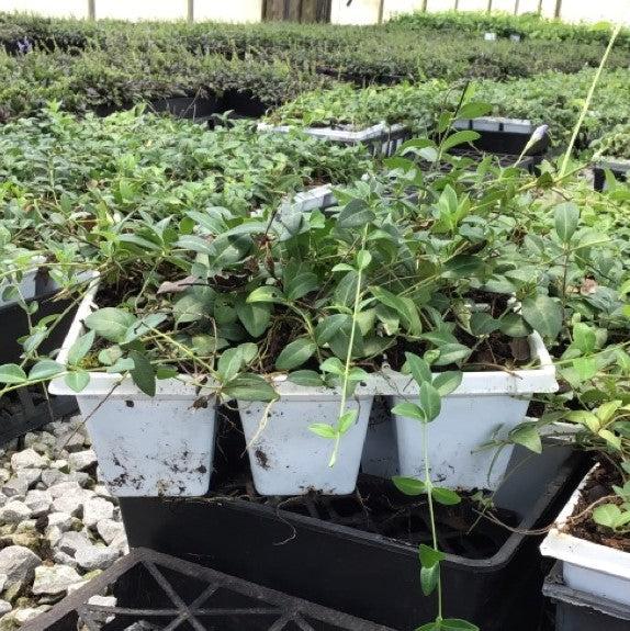 Vinca minor ~ Periwinkle, Creeping Myrtle-ServeScape