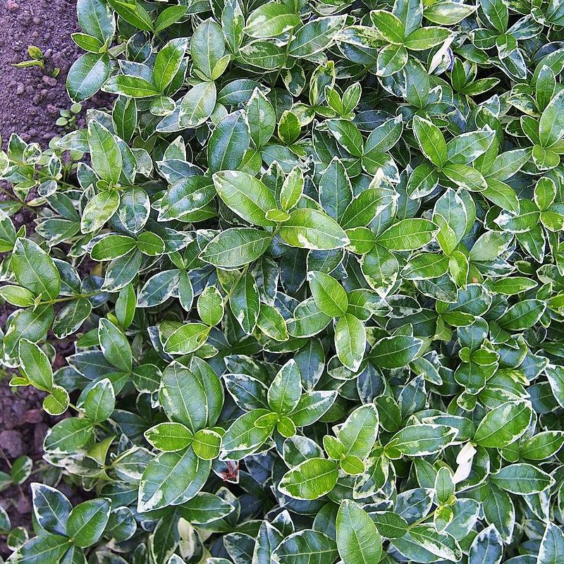 Vinca minor 'Ralph Shugert' ~ Ralph Shugert Periwinkle-ServeScape