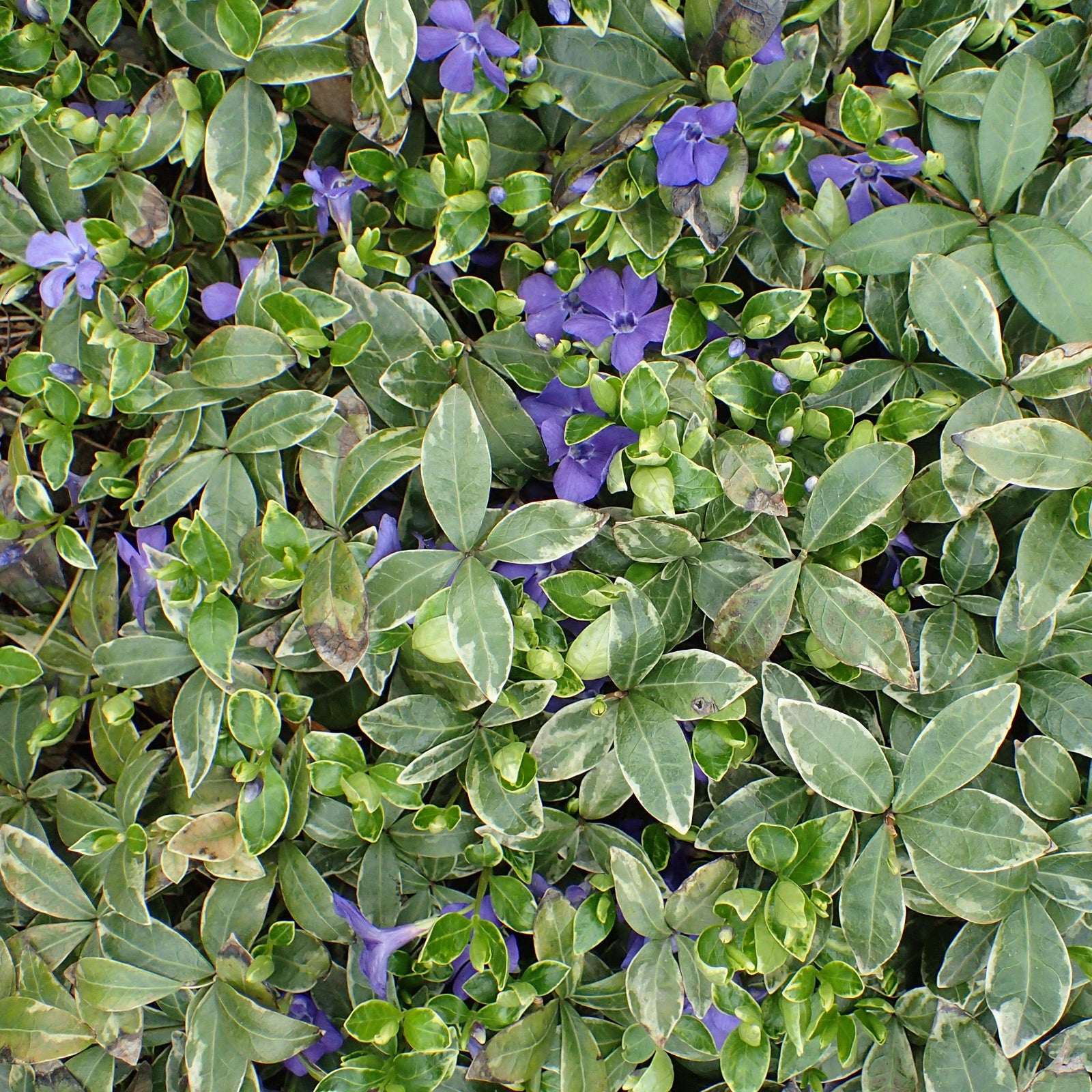 Vinca minor 'Ralph Shugert' ~ Ralph Shugert Periwinkle-ServeScape