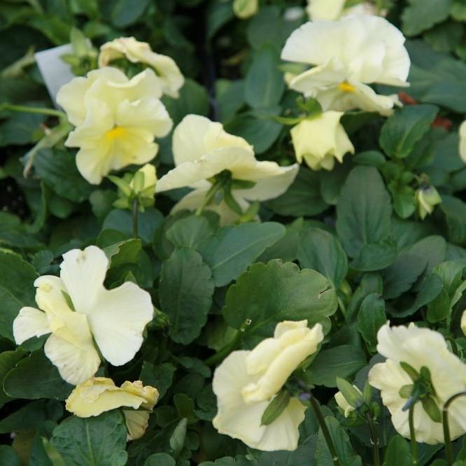 Viola~ Delta™ Premium Pure Primrose Pansy-ServeScape