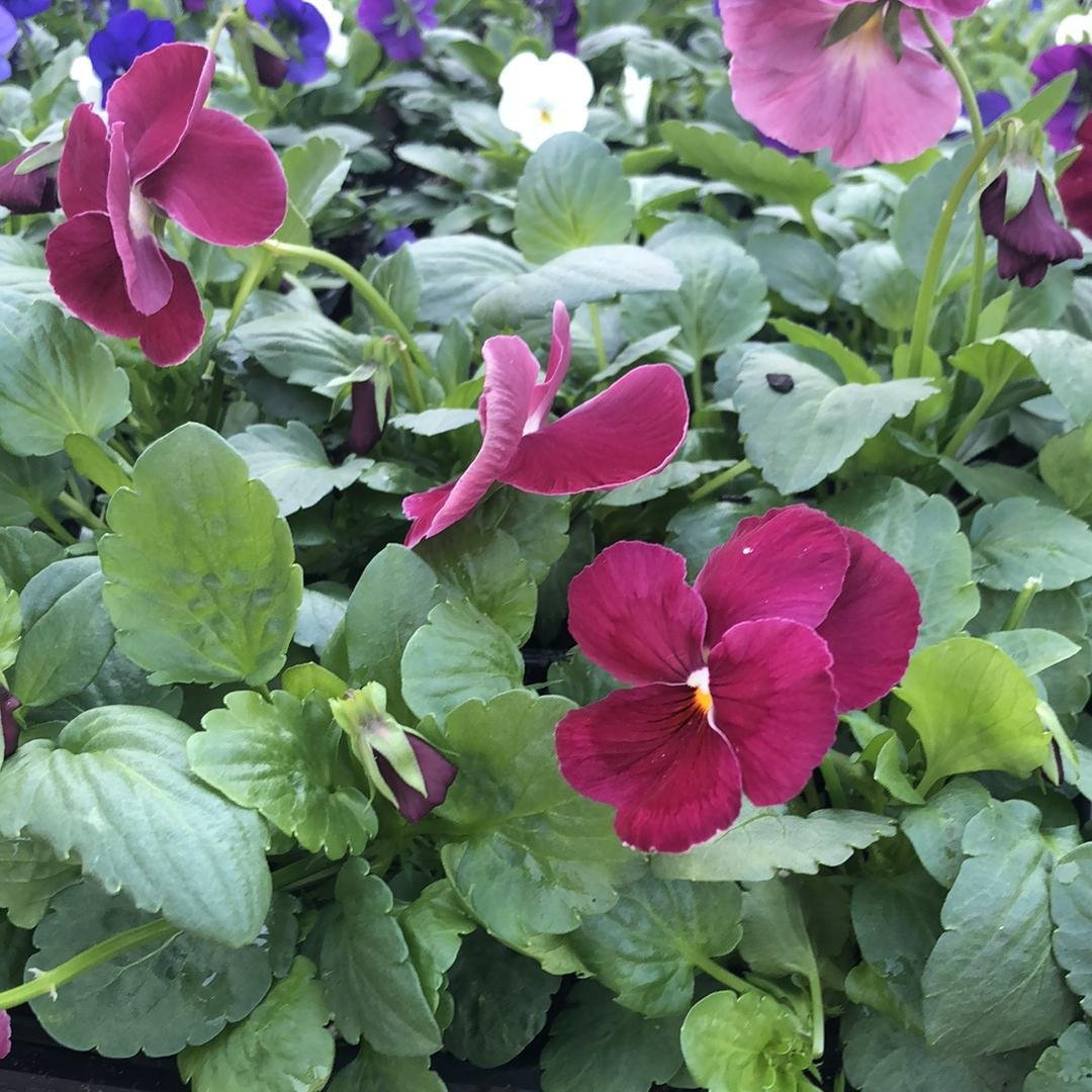 Viola~ Delta™ Pure Rose Pansy-ServeScape