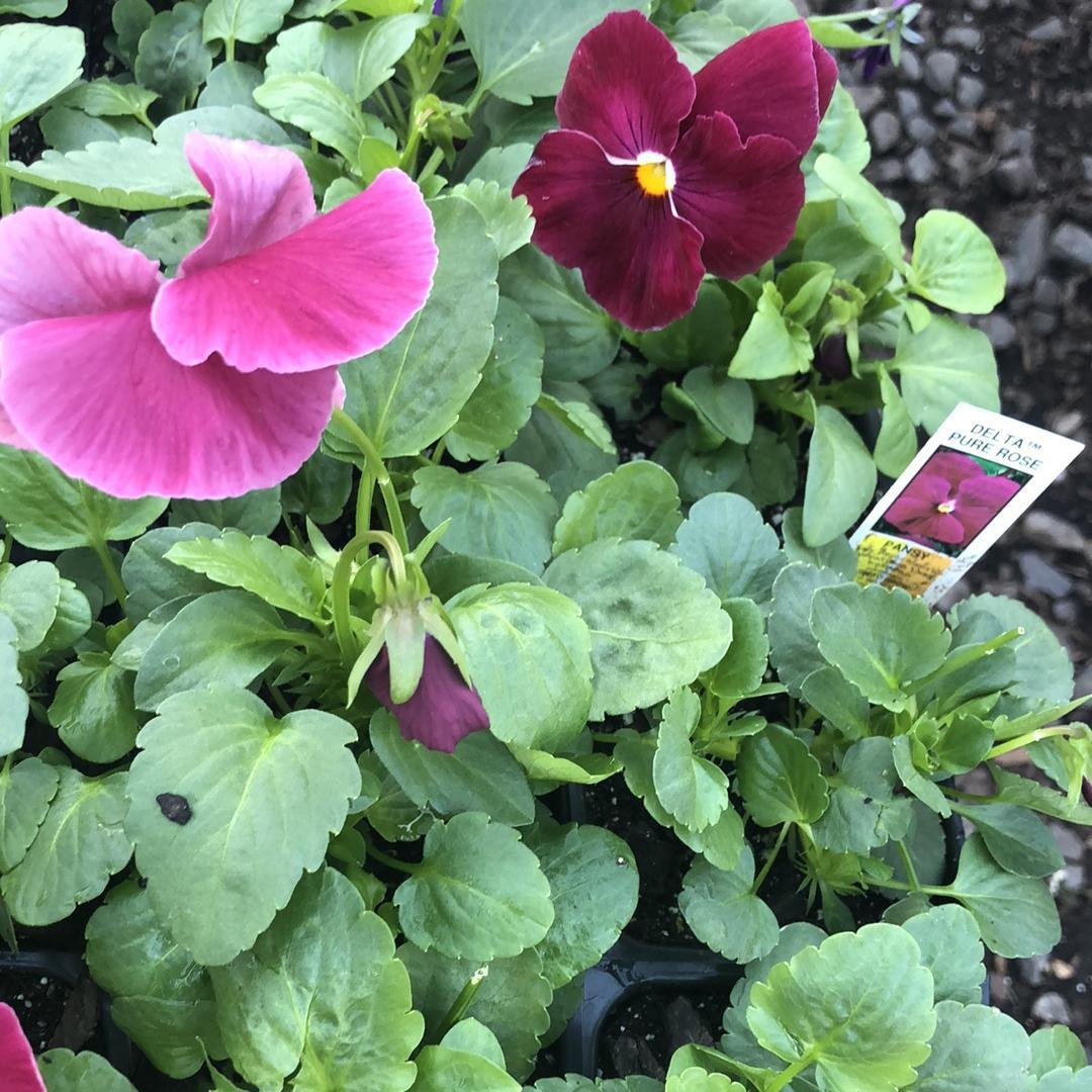 Viola~ Delta™ Pure Rose Pansy-ServeScape