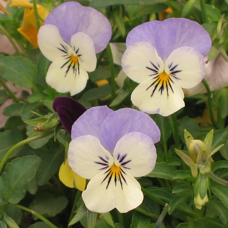 Viola cornuta 'Deltini Rose Pink' ~ Deltini® Rose Pink Viola-ServeScape