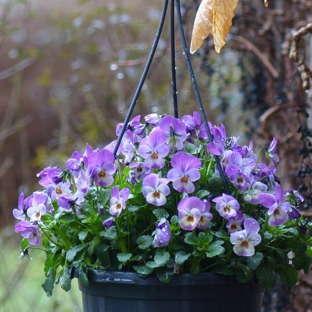 Viola cornuta 'Deltini Rose Pink' ~ Deltini® Rose Pink Viola-ServeScape