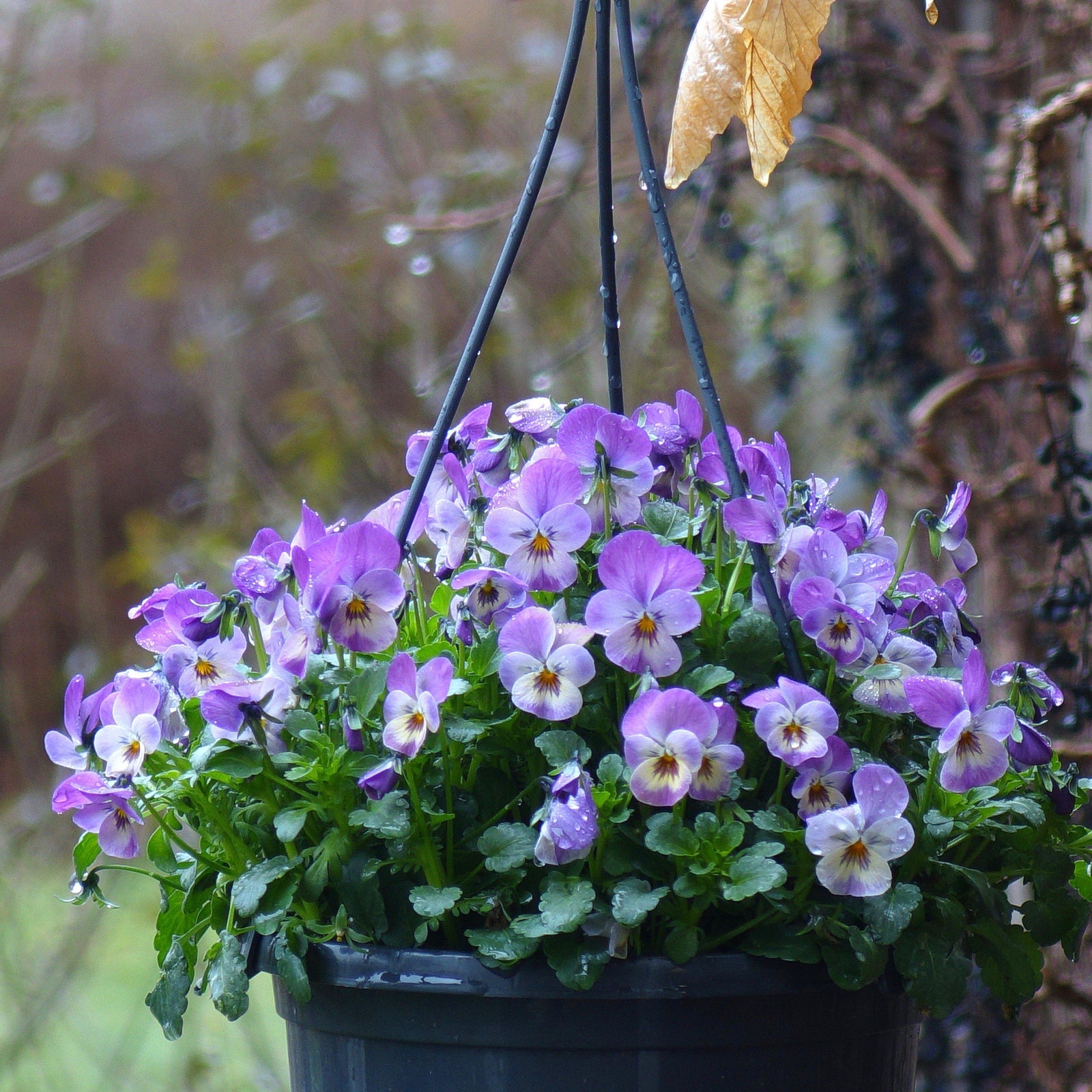 Viola cornuta 'Deltini Rose Pink' ~ Deltini® Rose Pink Viola-ServeScape